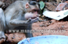 This farmer’s family of Vittla  feeds monkeys daily to check their menace